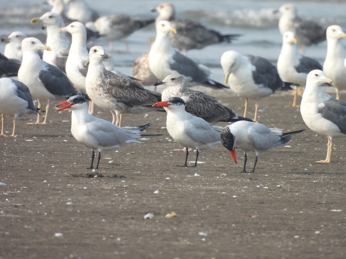 Caspian Tern - Chandrika Khirani