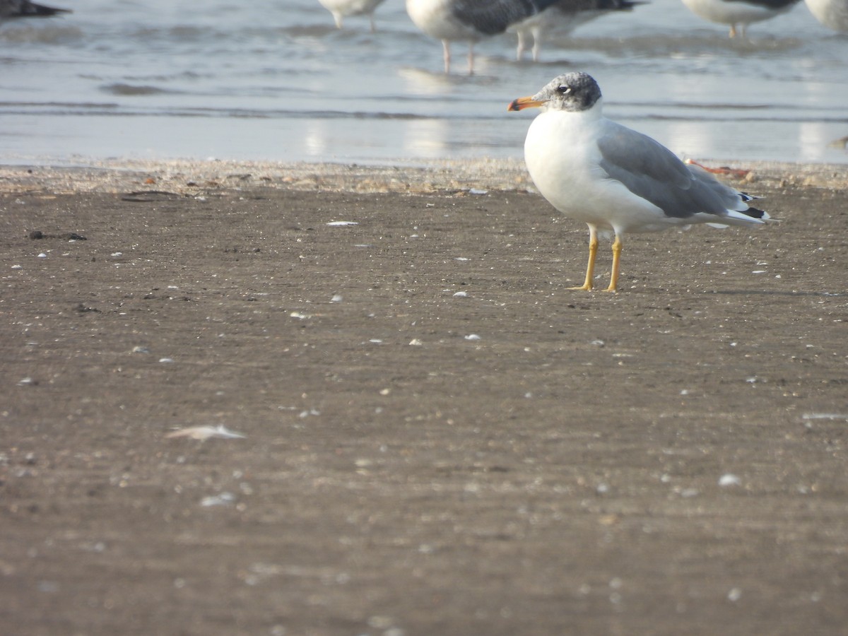 Pallas's Gull - Chandrika Khirani