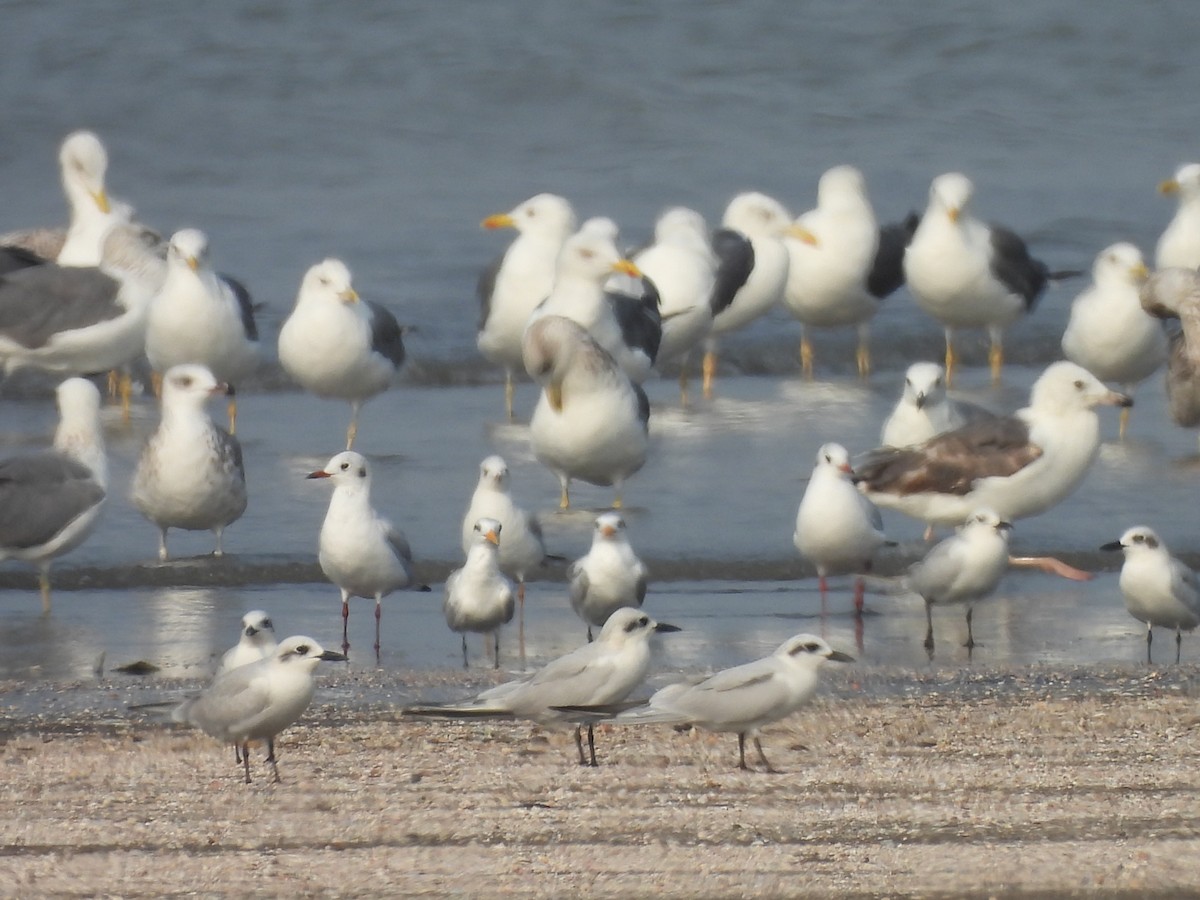 Gull-billed Tern - Chandrika Khirani