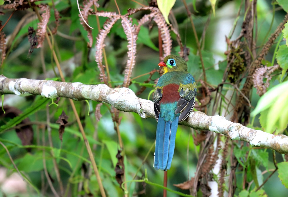 Sumatran Trogon - ML610724174