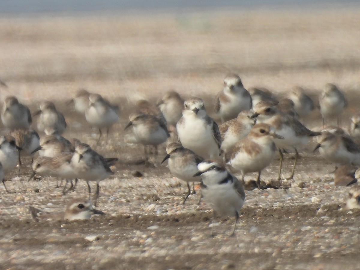 Kentish Plover - Chandrika Khirani