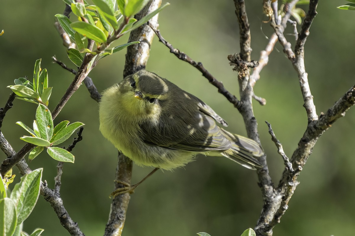 Tickell's Leaf Warbler (Alpine) - Karl Hu