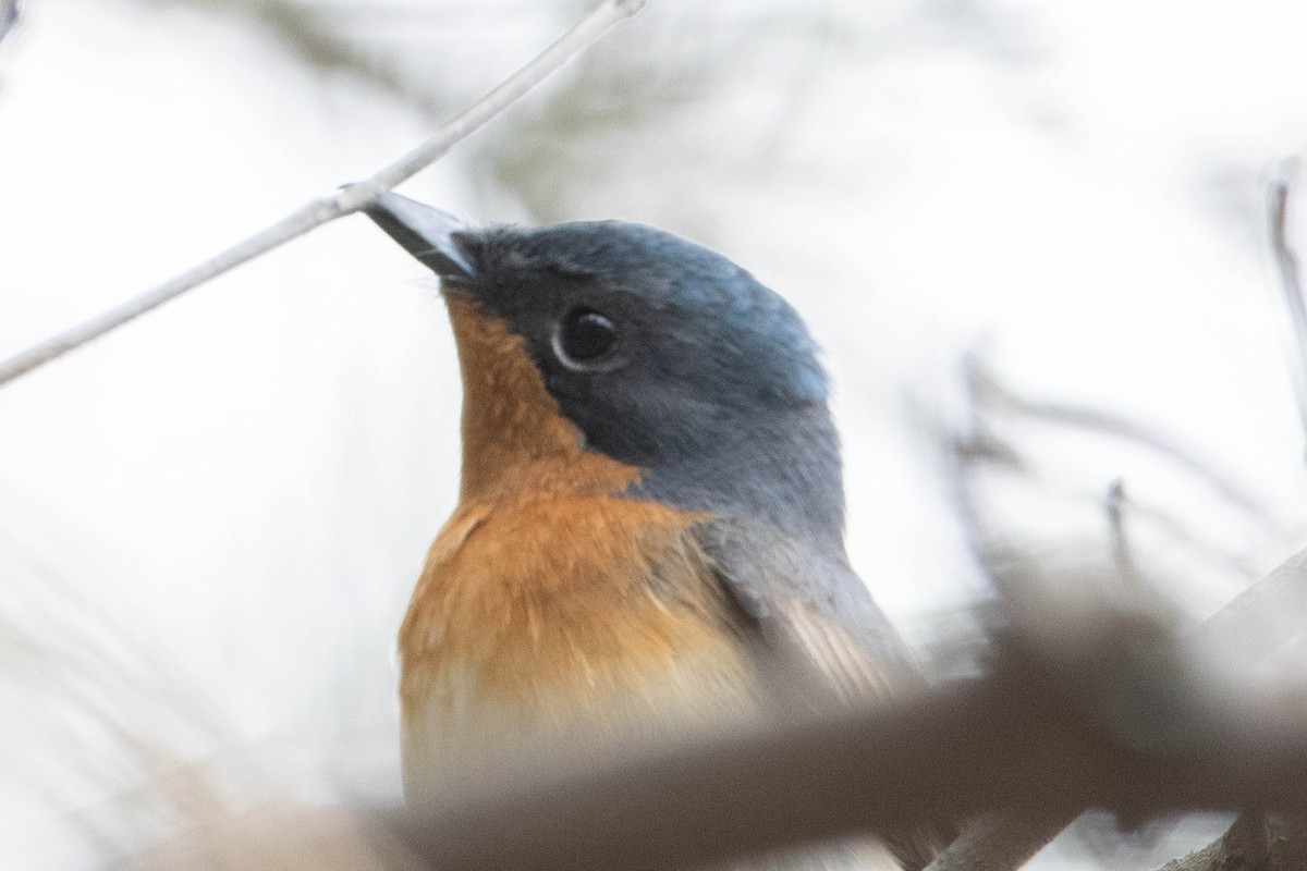 Satin Flycatcher - ML610724212