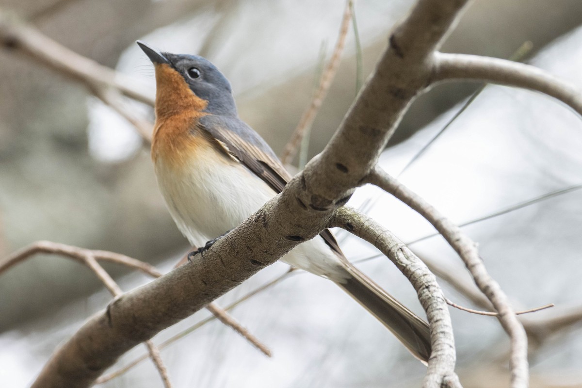 Satin Flycatcher - ML610724214