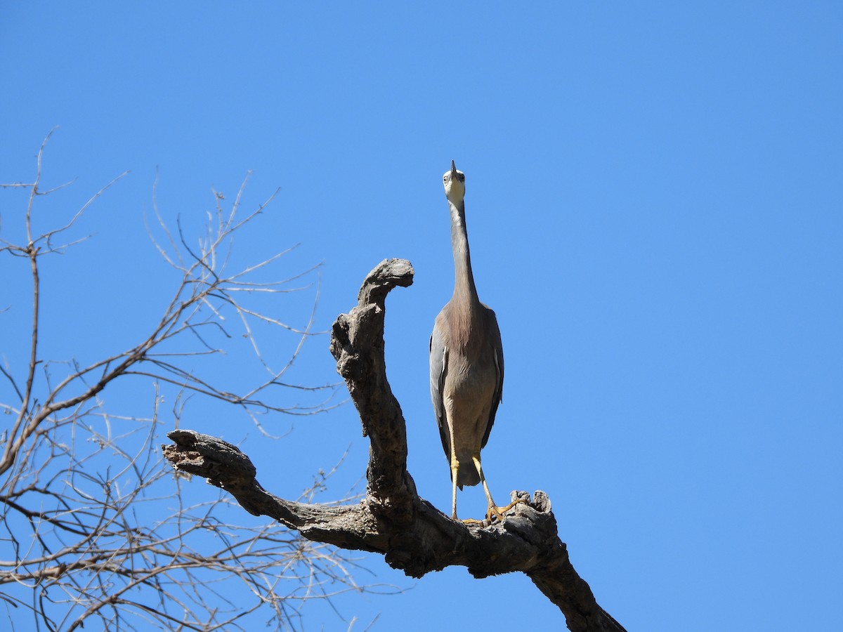 White-faced Heron - ML610724221