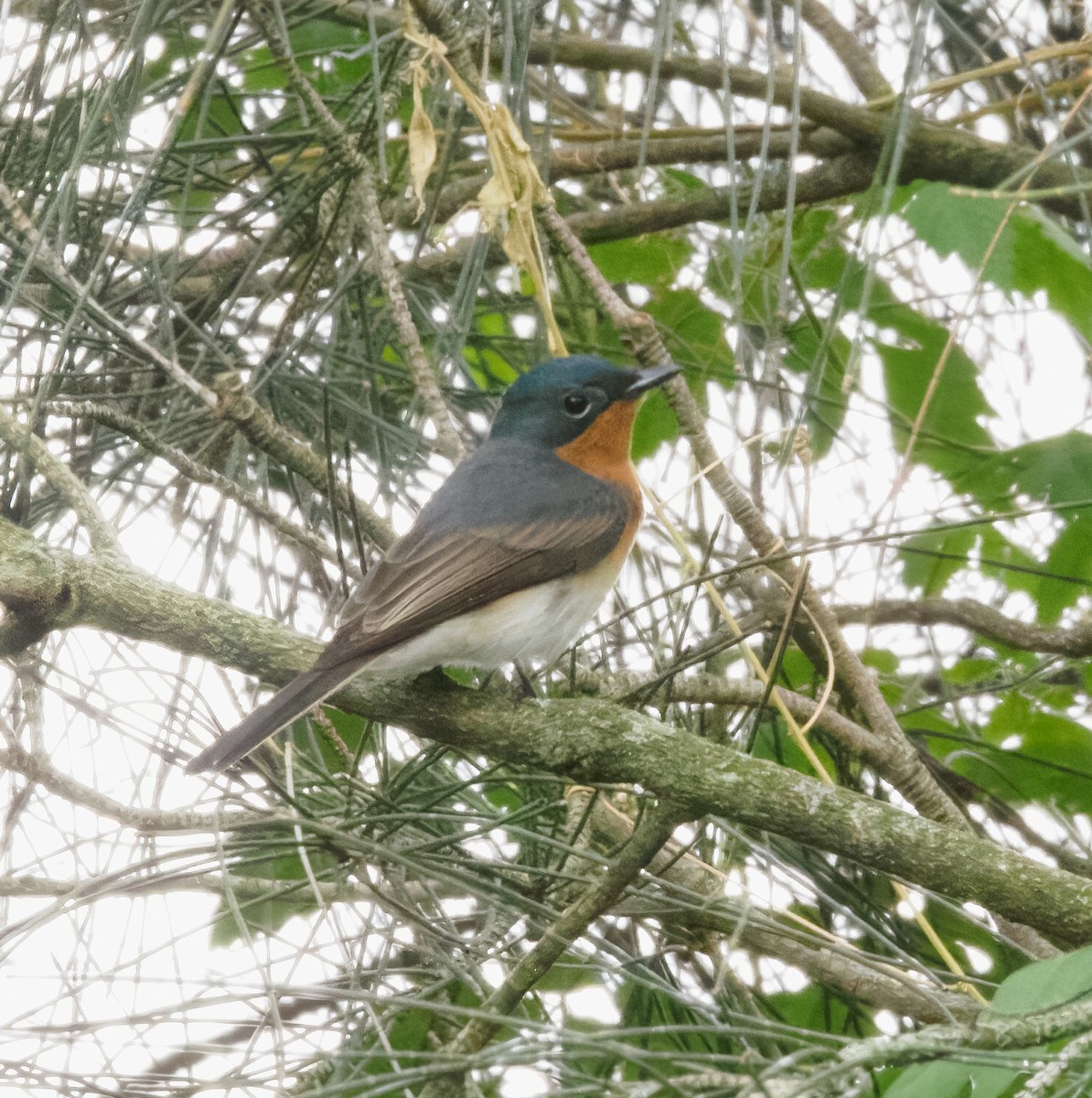 Satin Flycatcher - ML610724225