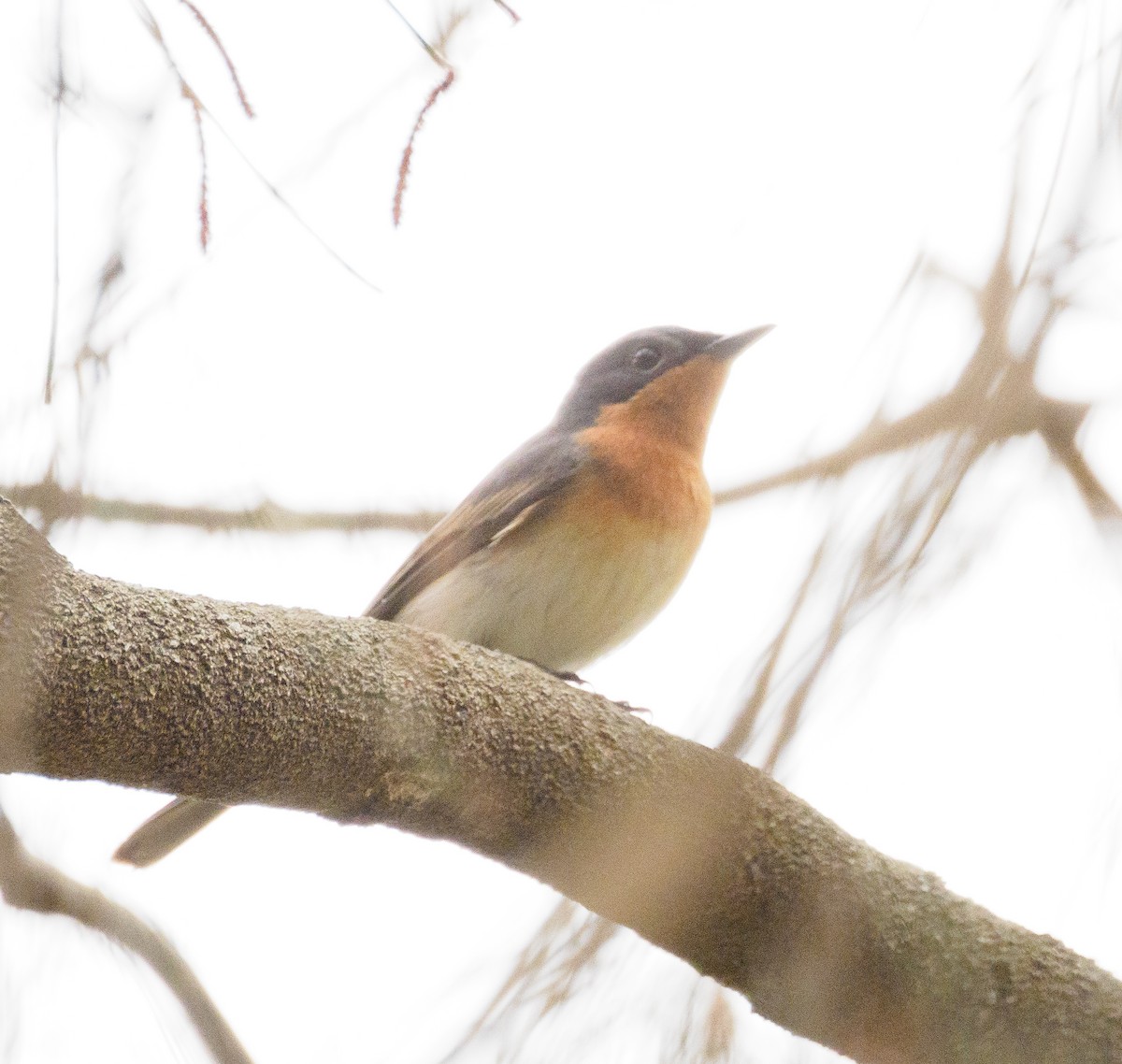 Satin Flycatcher - ML610724226