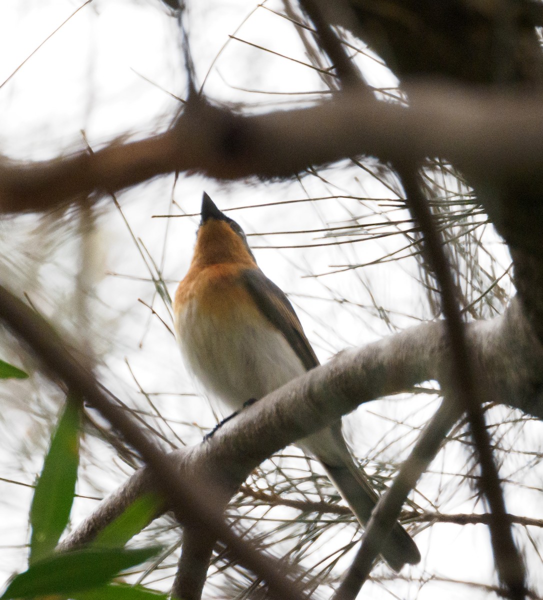 Satin Flycatcher - ML610724227
