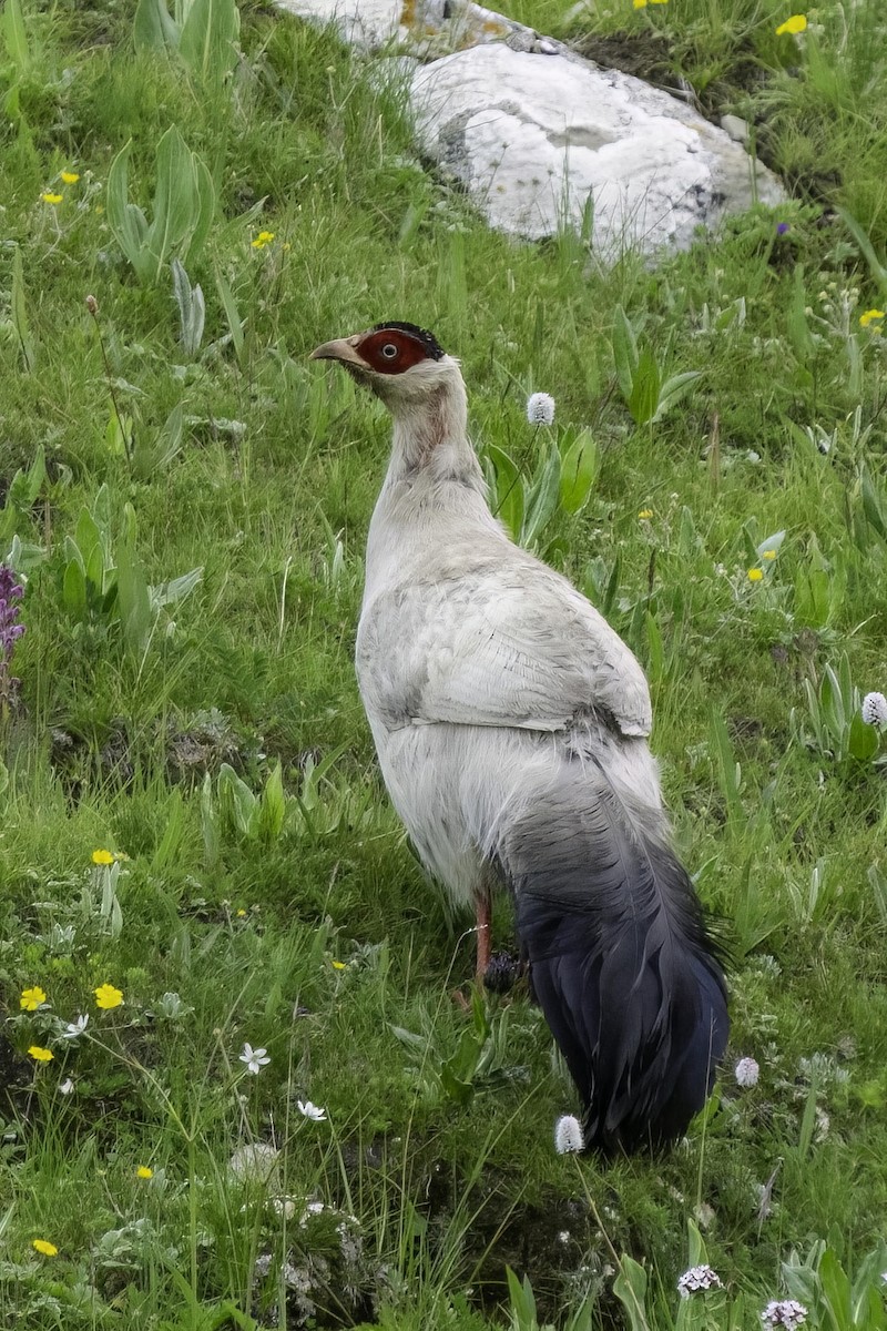 White Eared-Pheasant - Karl Hu