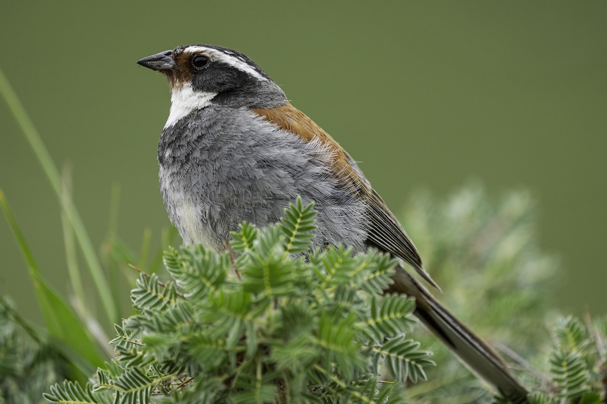 Tibetan Bunting - Karl Hu