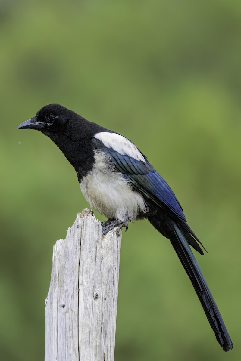 Black-rumped Magpie - ML610724303