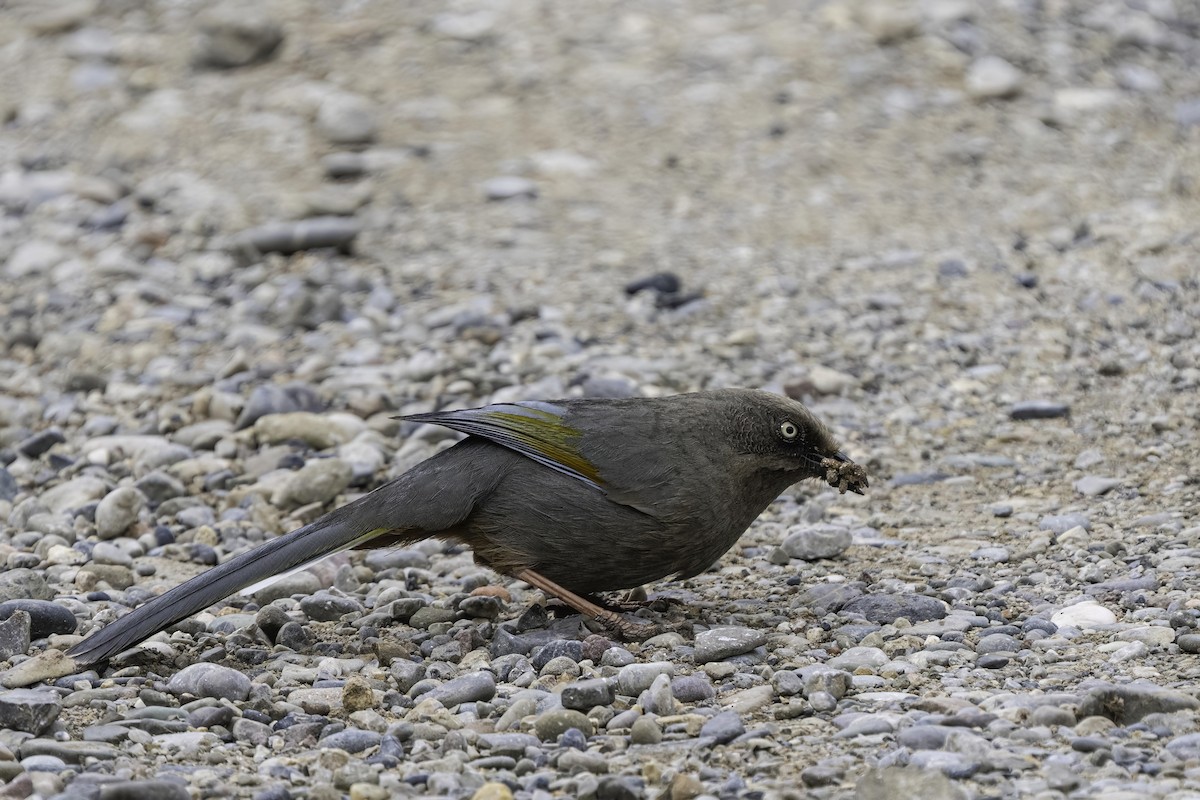 カキハガビチョウ - ML610724310