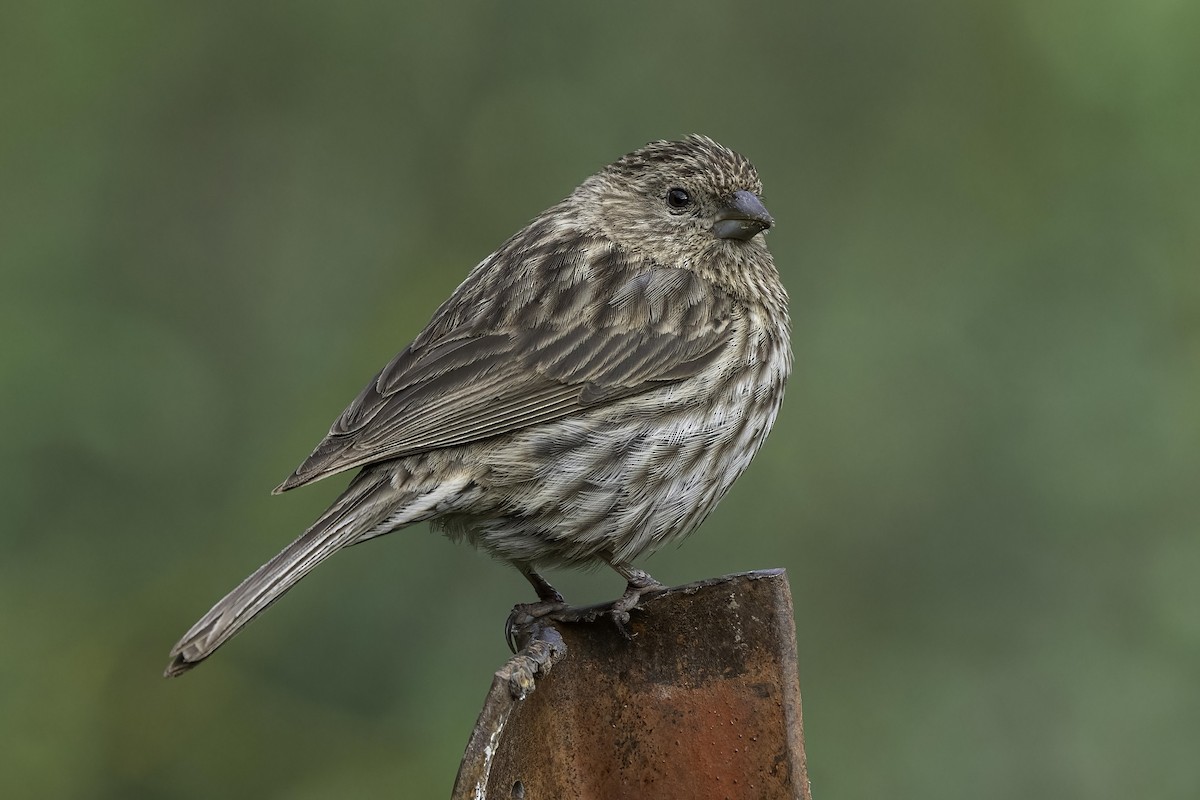 Pink-rumped Rosefinch - ML610724325