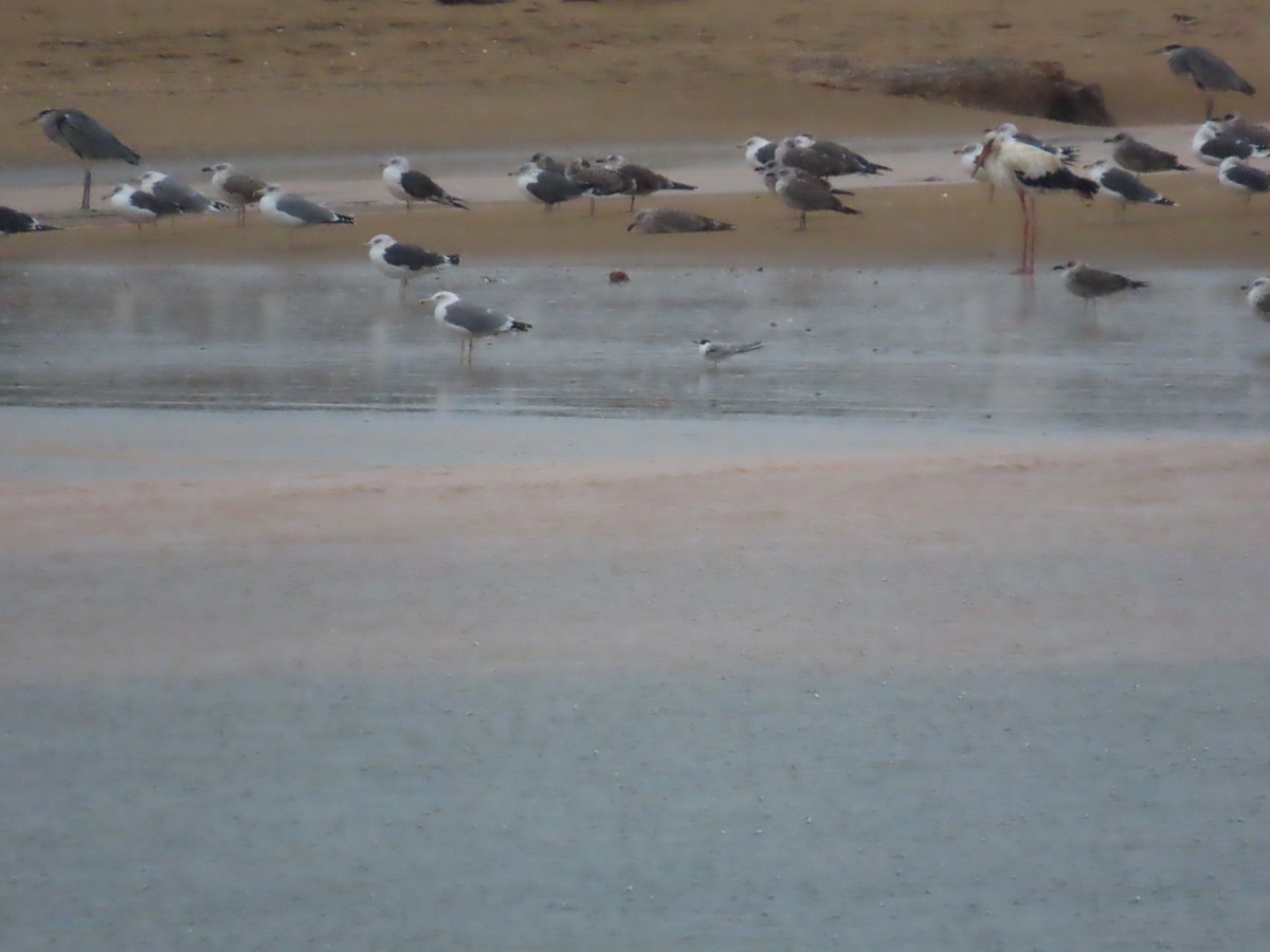 Common Tern - ML610724337