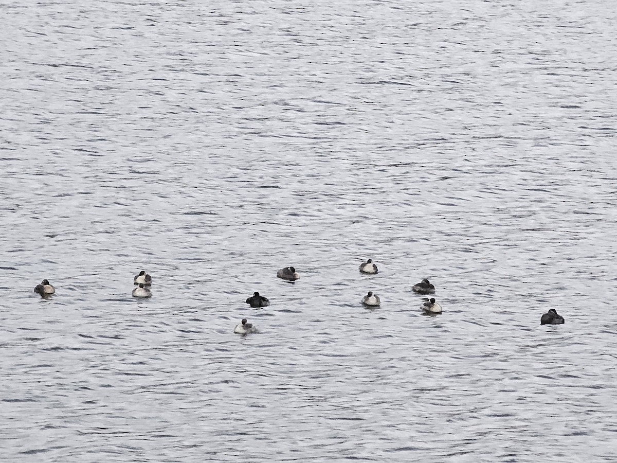 Hoary-headed Grebe - ML610724365