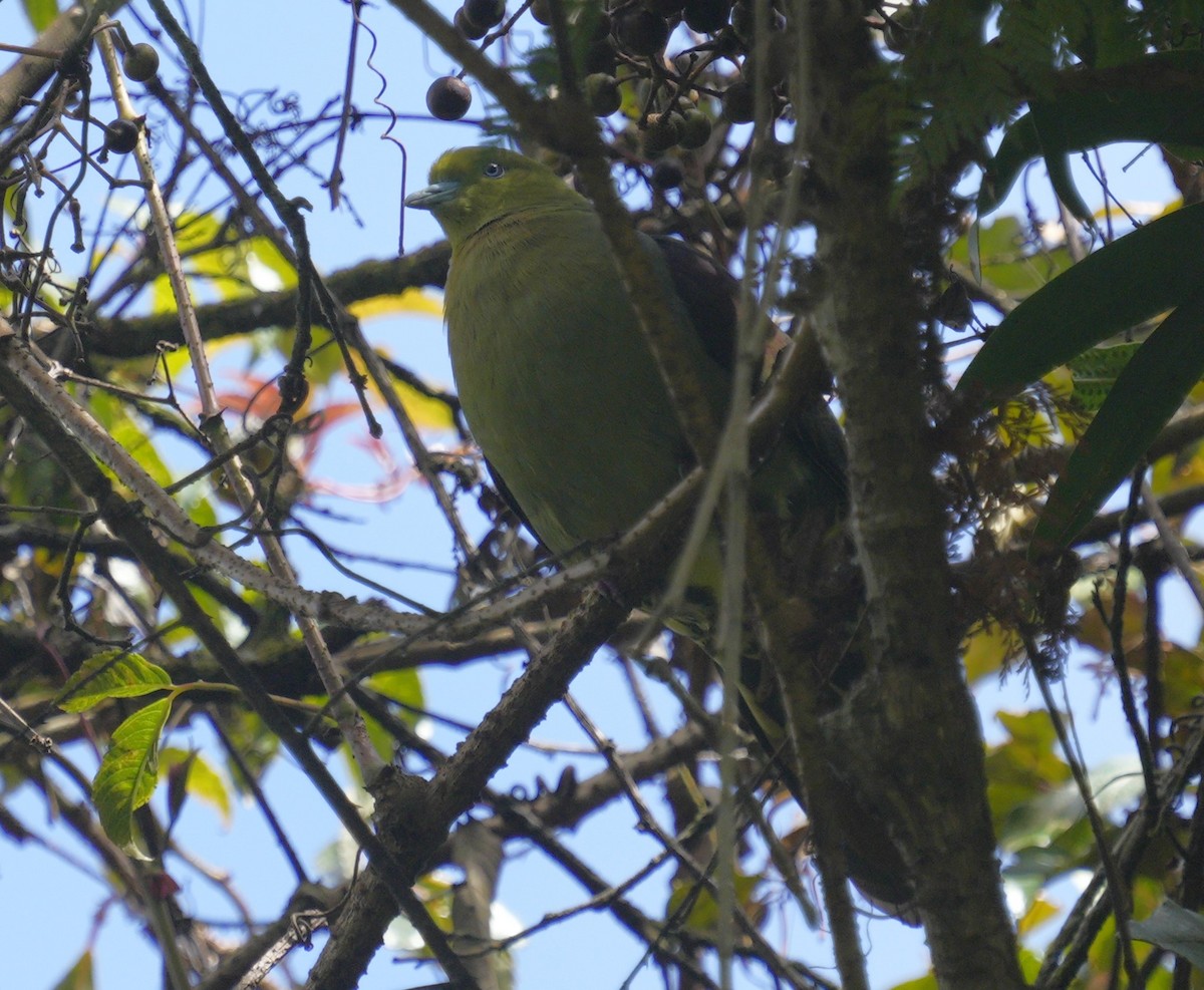 Wedge-tailed Green-Pigeon - ML610724376