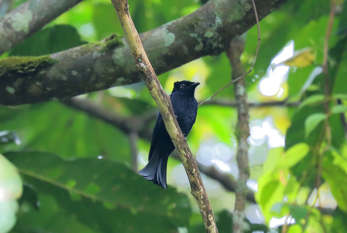 Sumatran Drongo - Wayne Paes