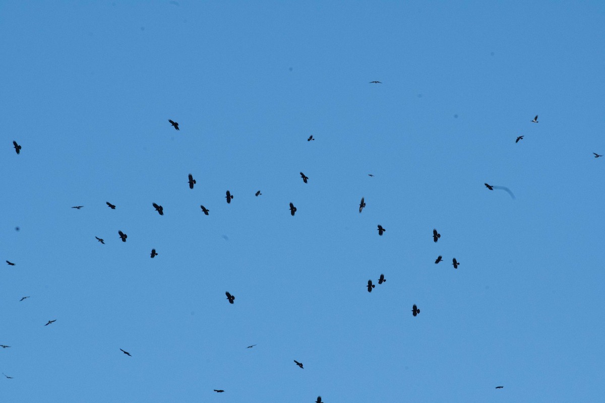 Red-billed Chough - ML610724556