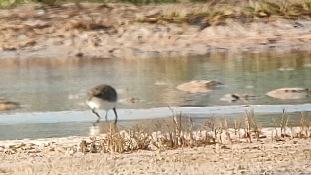 Dunlin - ML610724570