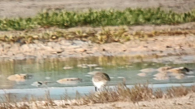 Dunlin - ML610724573