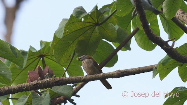 Buff-throated Saltator - ML610724703