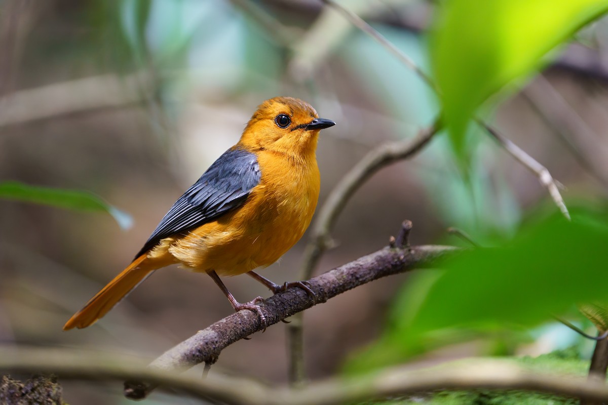 Red-capped Robin-Chat - ML610724716