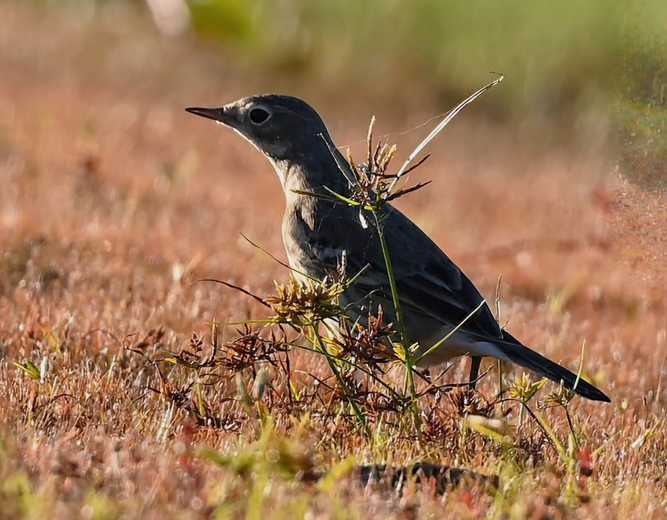 American Pipit - ML610724718