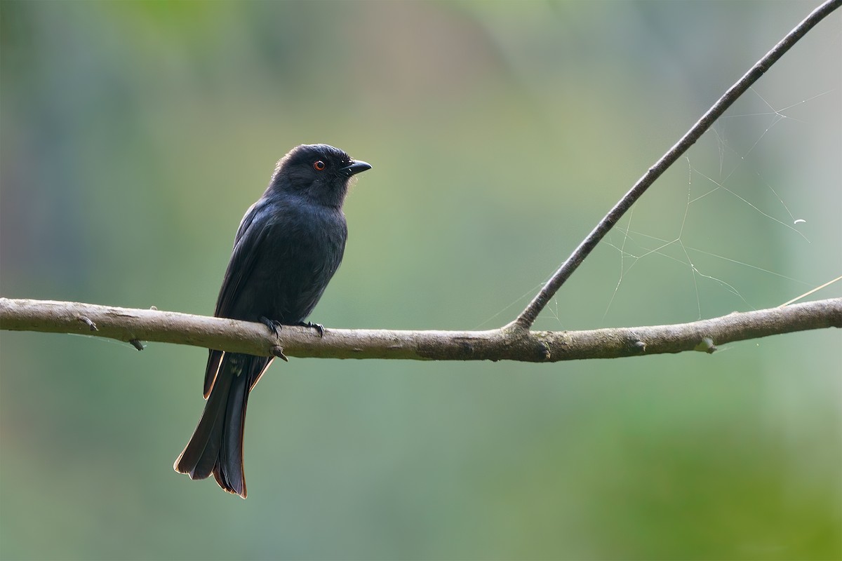 Geradschwanzdrongo - ML610724726