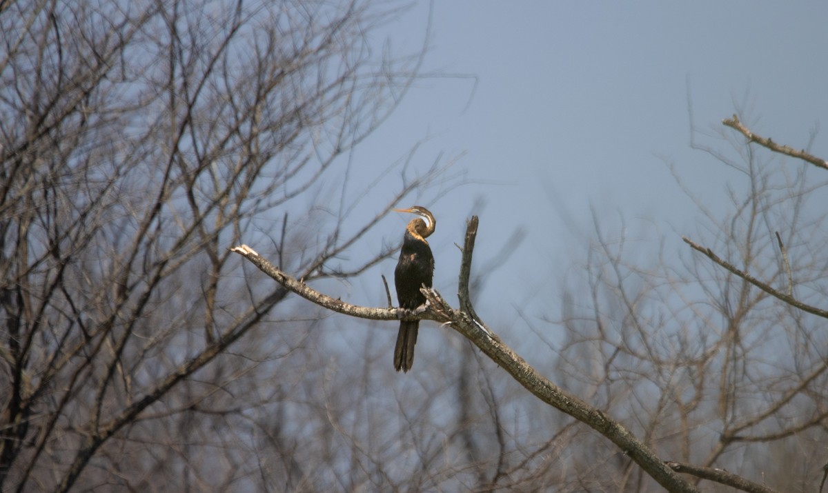 Orient-Schlangenhalsvogel - ML610724741