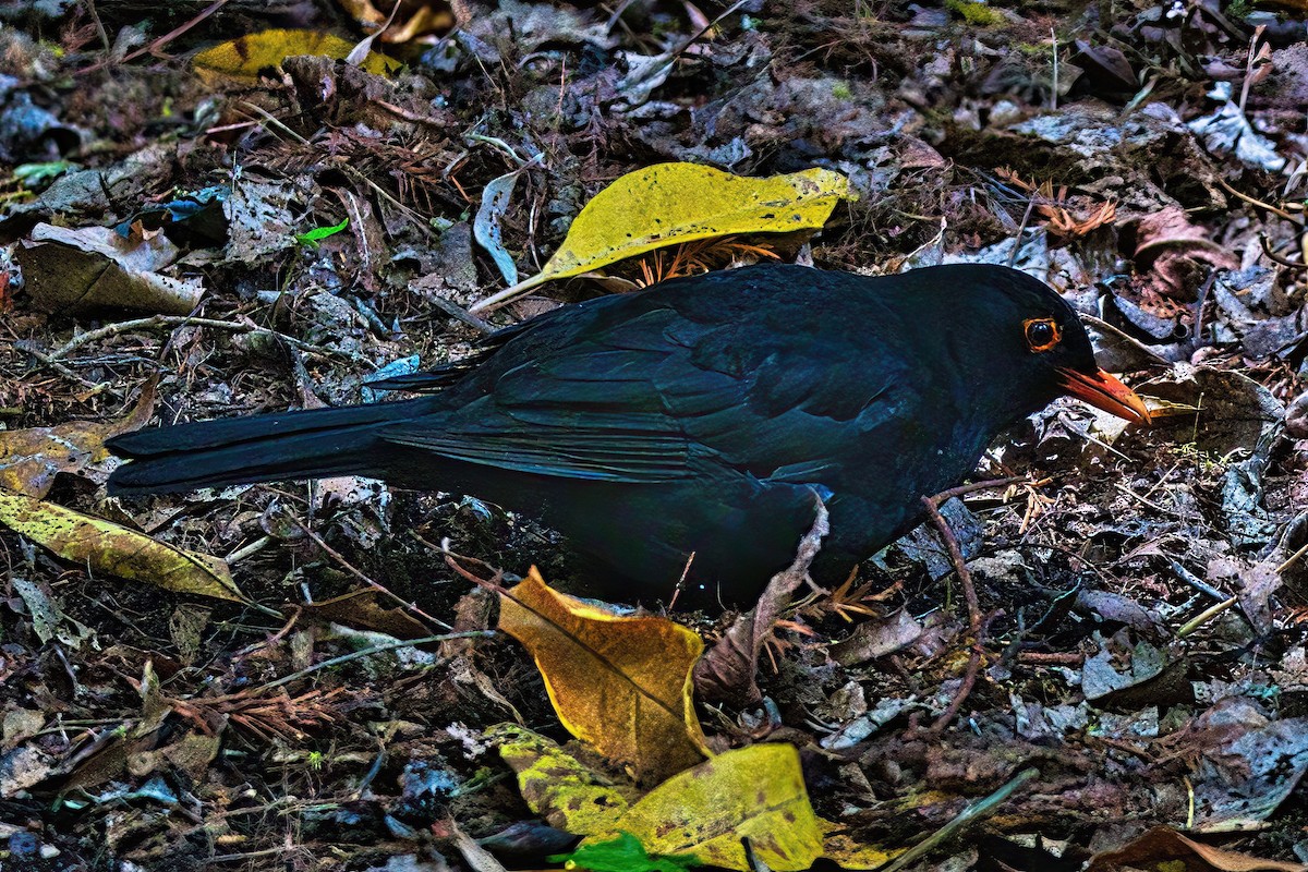 Eurasian Blackbird - ML610724787