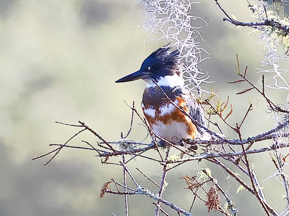 Belted Kingfisher - ML610724896
