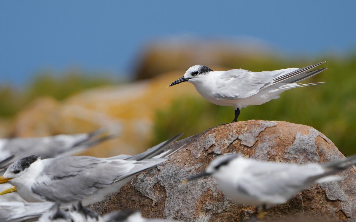 Sandwich Tern - Edmond Sham