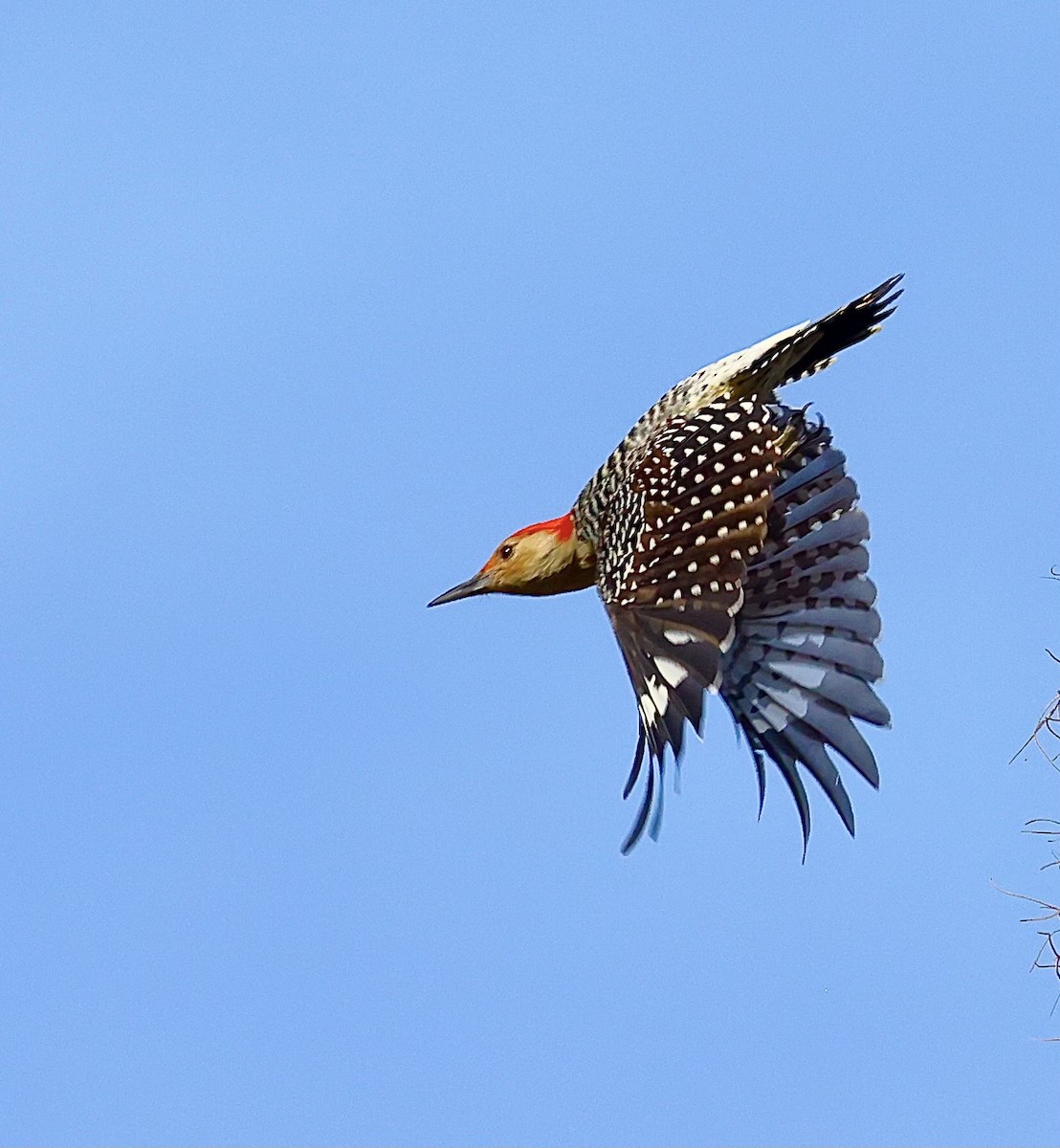 Red-bellied Woodpecker - ML610724904