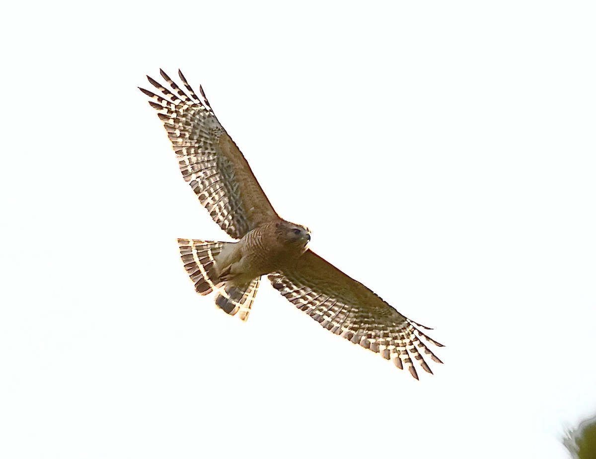 Red-shouldered Hawk - ML610724911