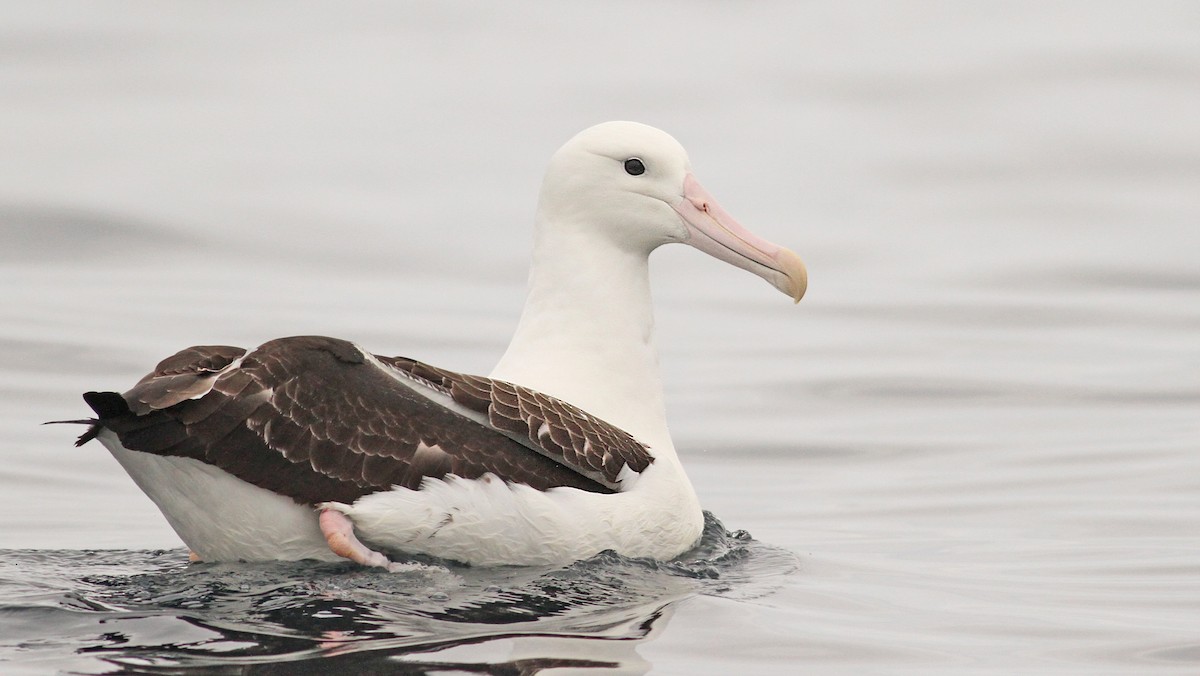 Northern Royal Albatross - ML61072501