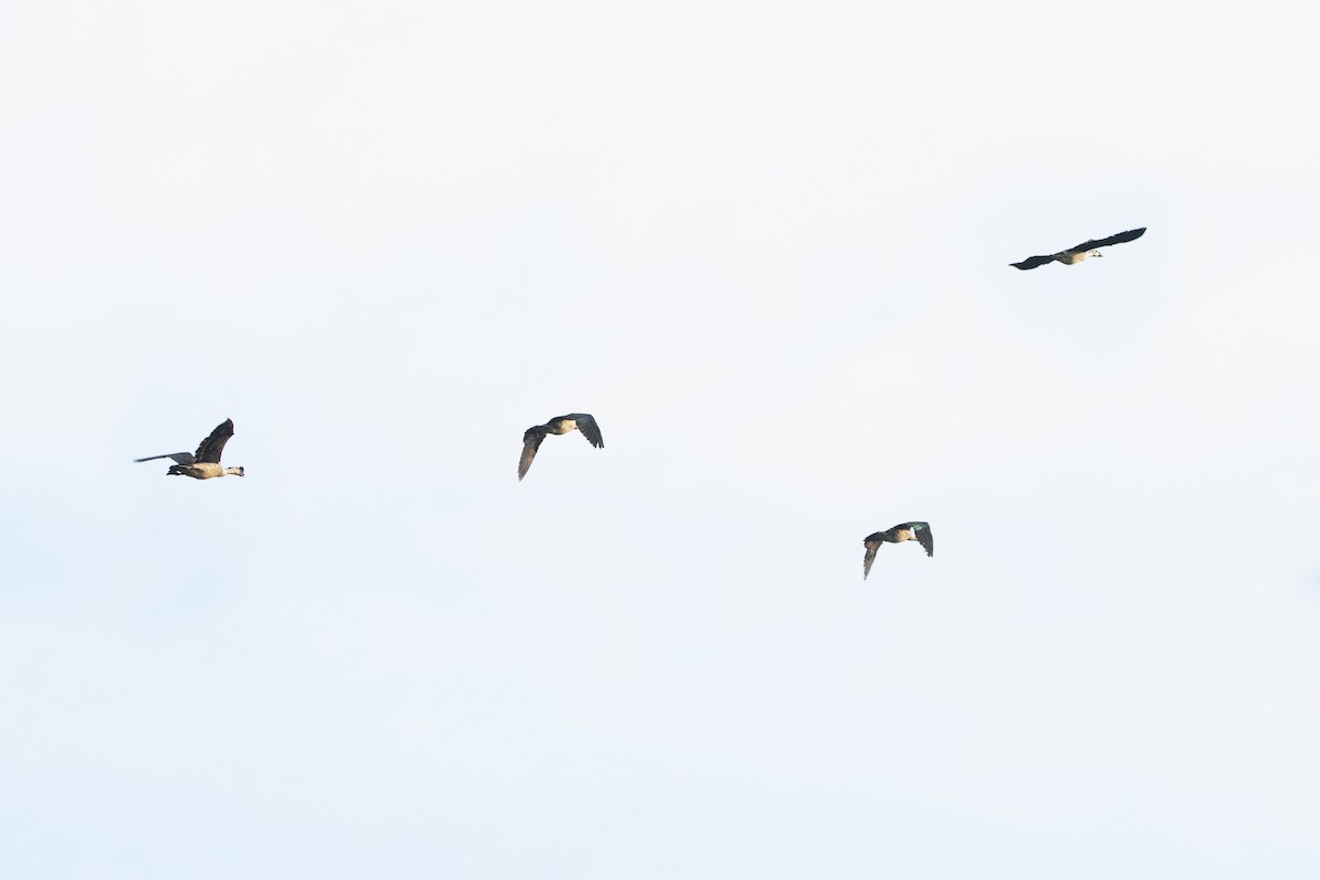 Knob-billed Duck - ML610725025