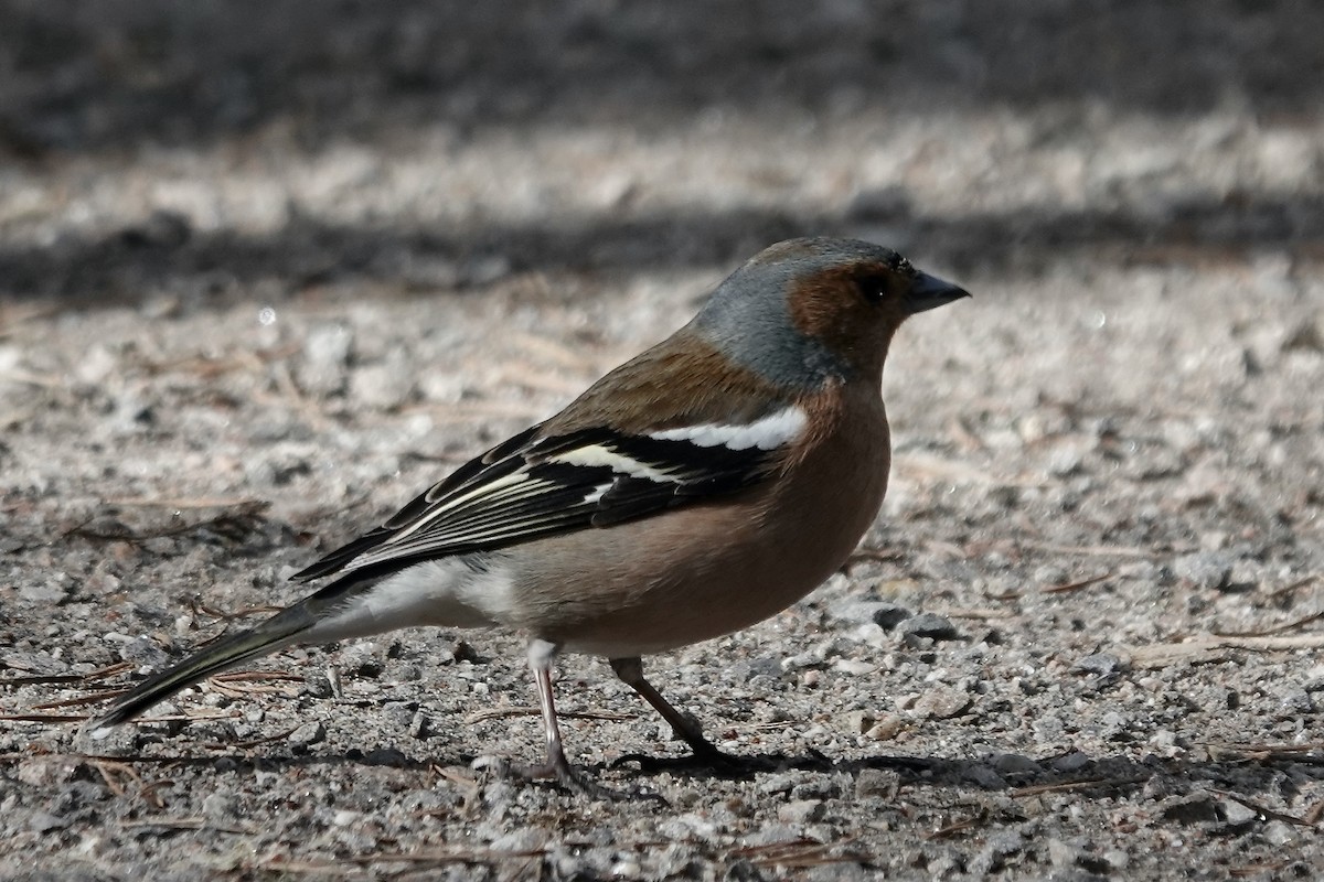 Common Chaffinch - Simon Pearce