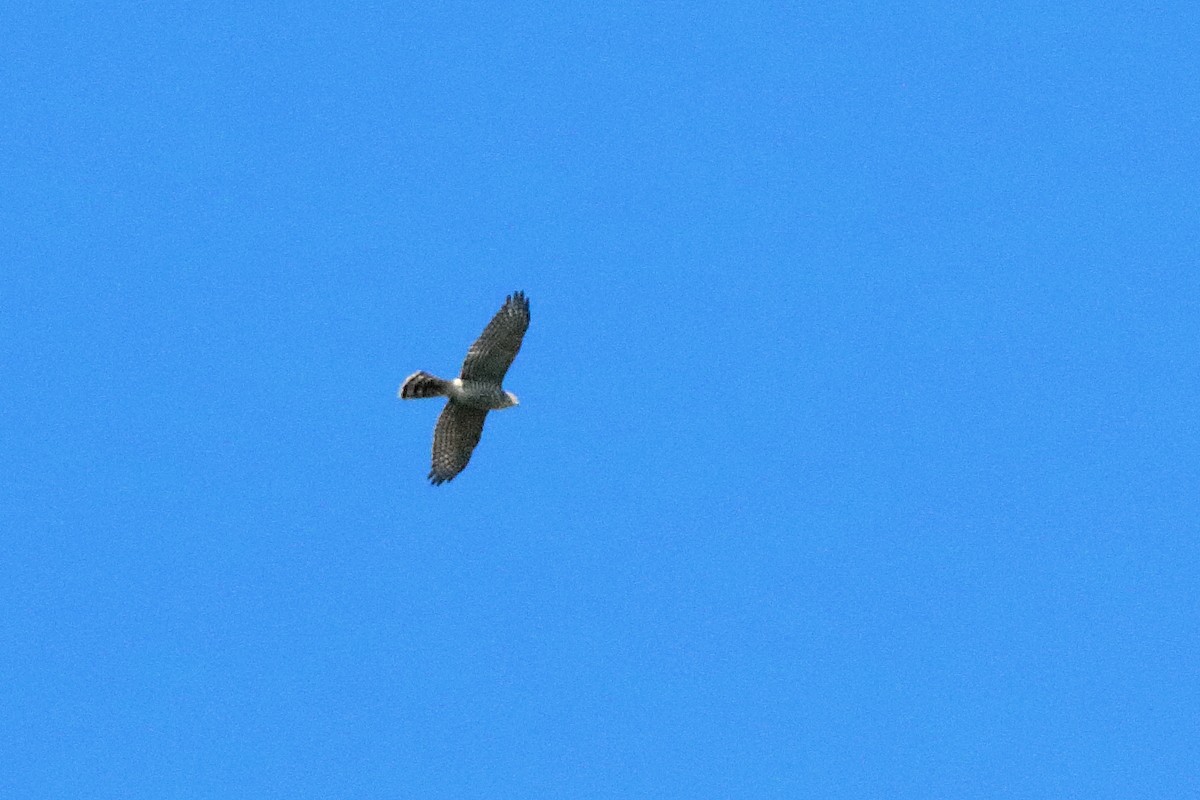 Japanese Sparrowhawk - ML610725061