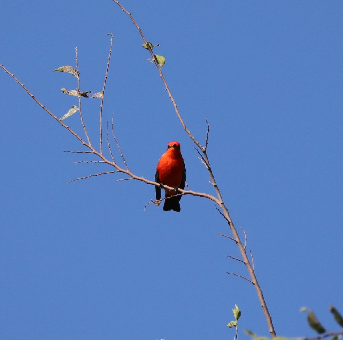 Vermilion Flycatcher - ML610725085