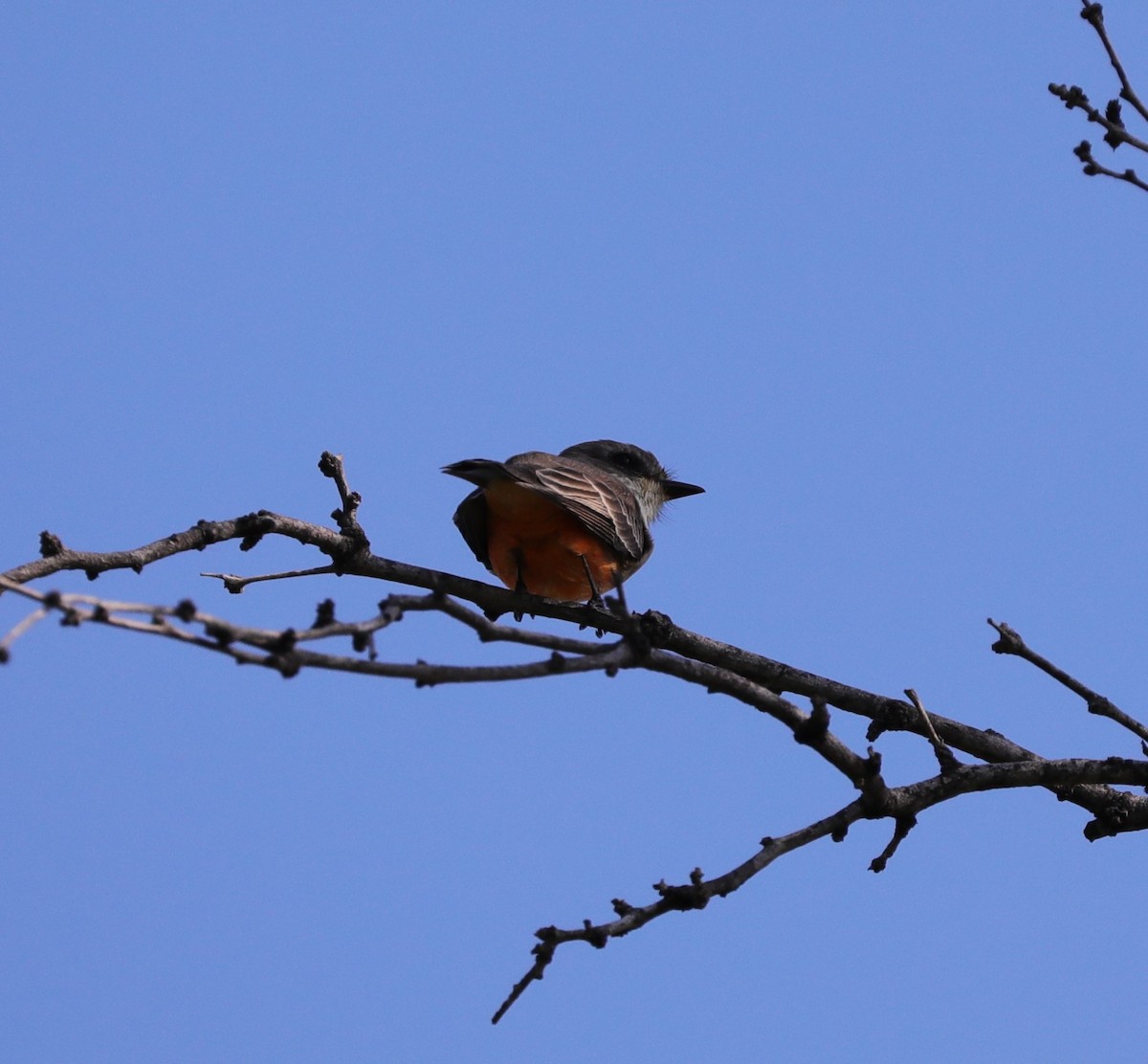 Vermilion Flycatcher - Laurel Barnhill