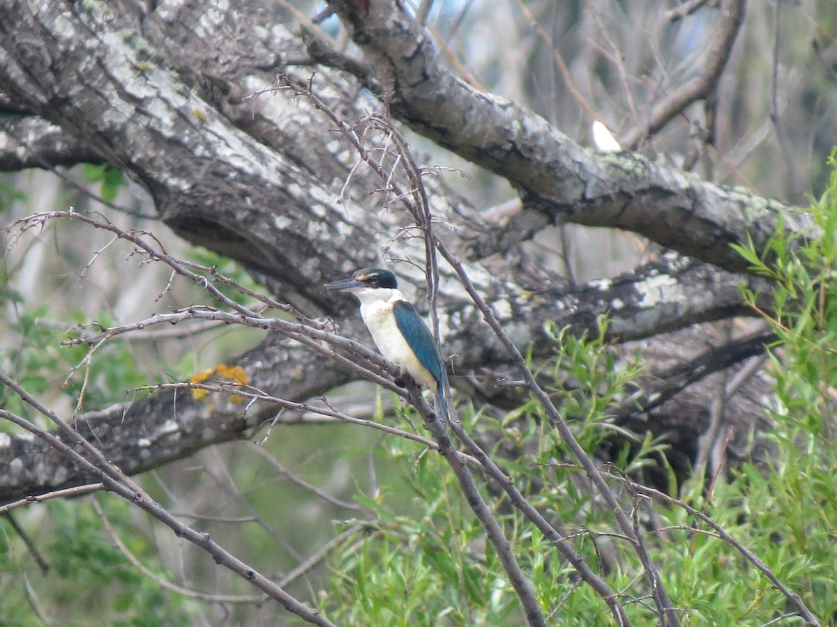 Sacred Kingfisher - ML610725116