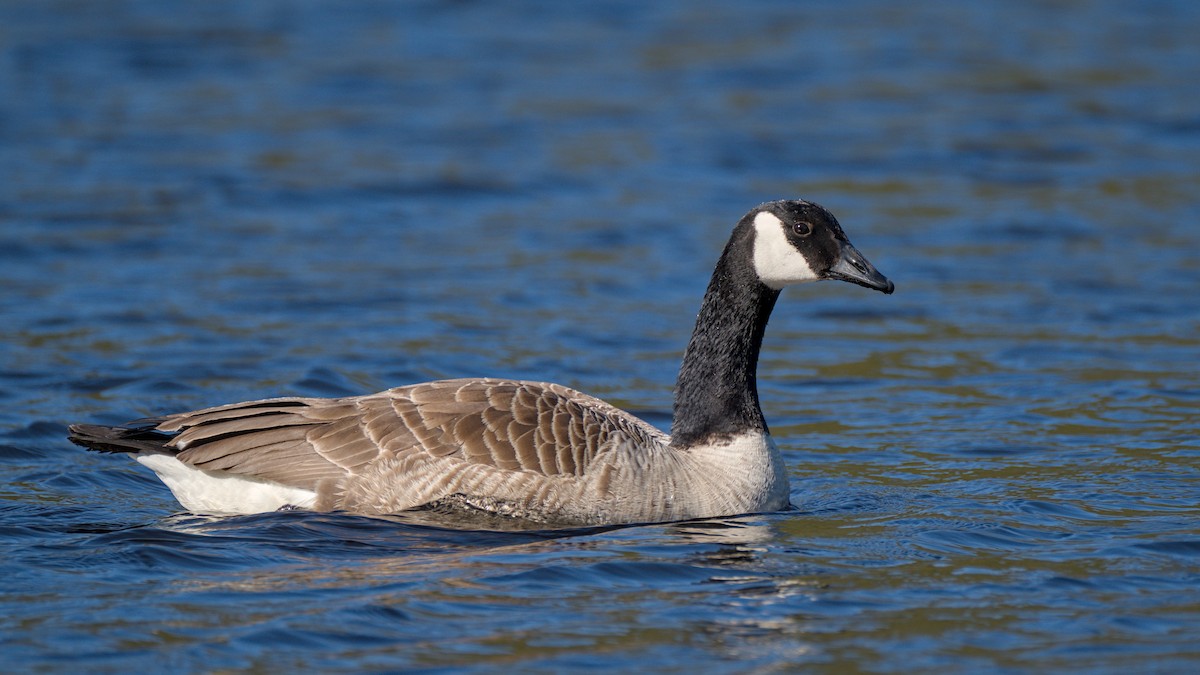 Canada Goose - ML610725168