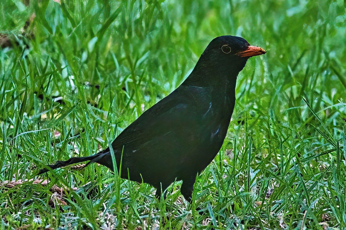 Eurasian Blackbird - ML610725265