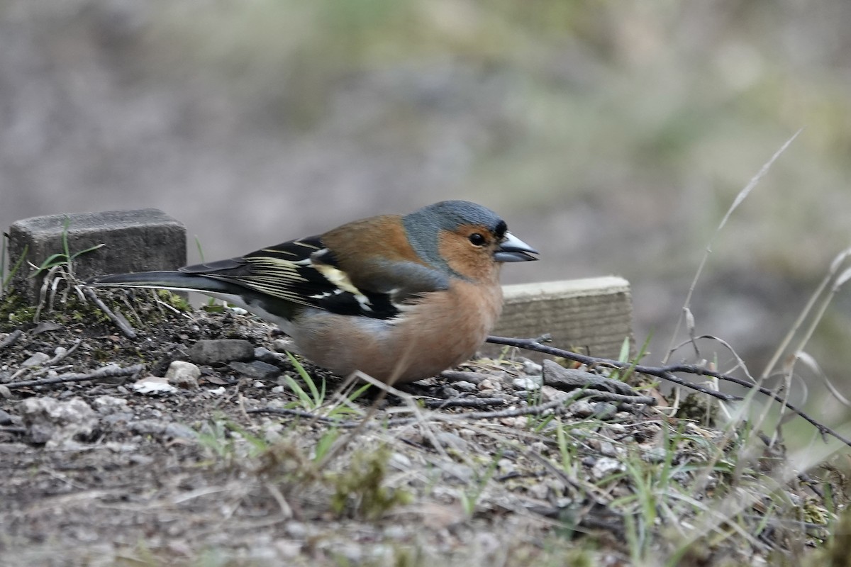 Common Chaffinch - ML610725298