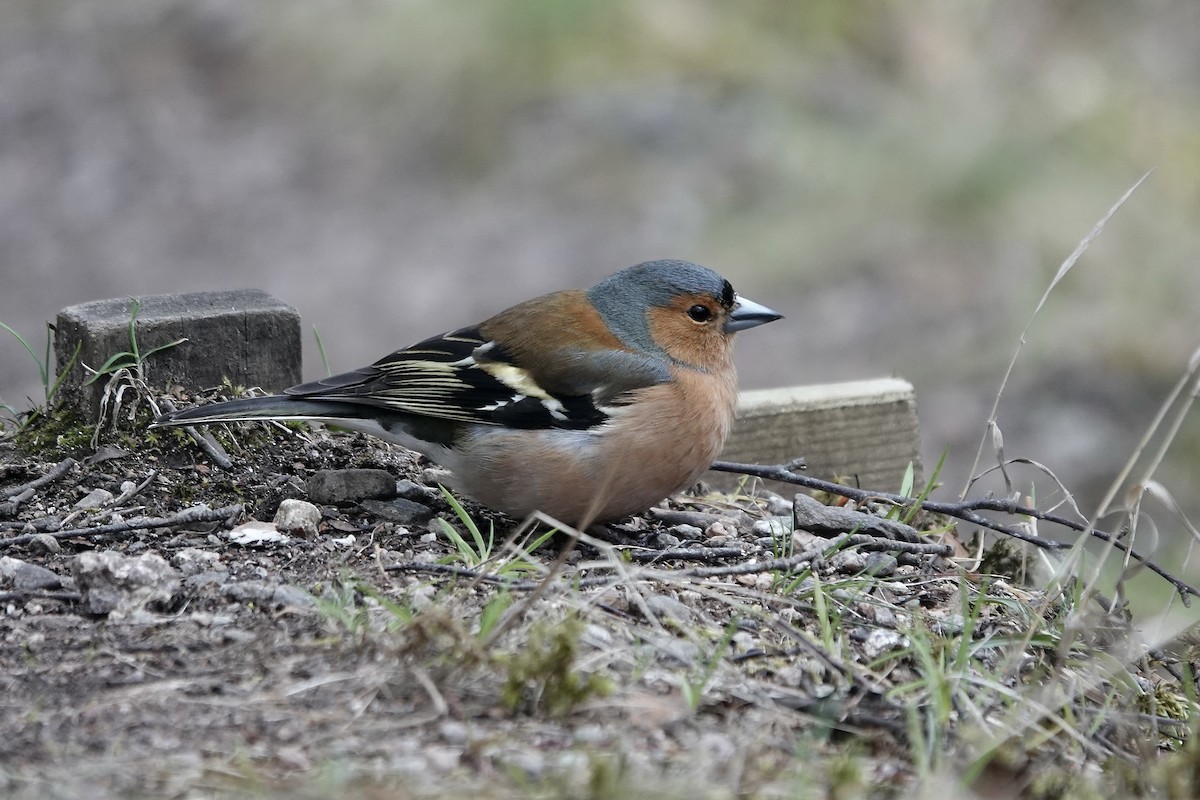 Common Chaffinch - ML610725299