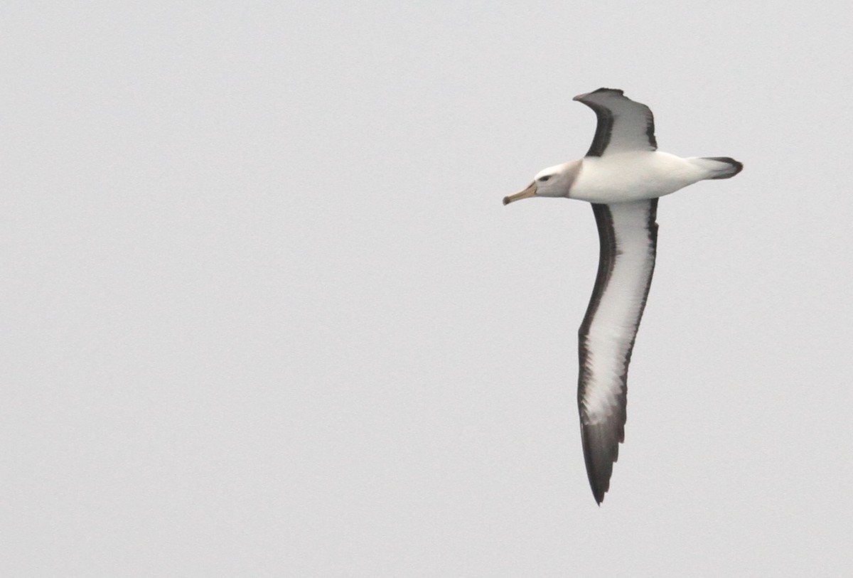 Buller's Albatross - ML61072531