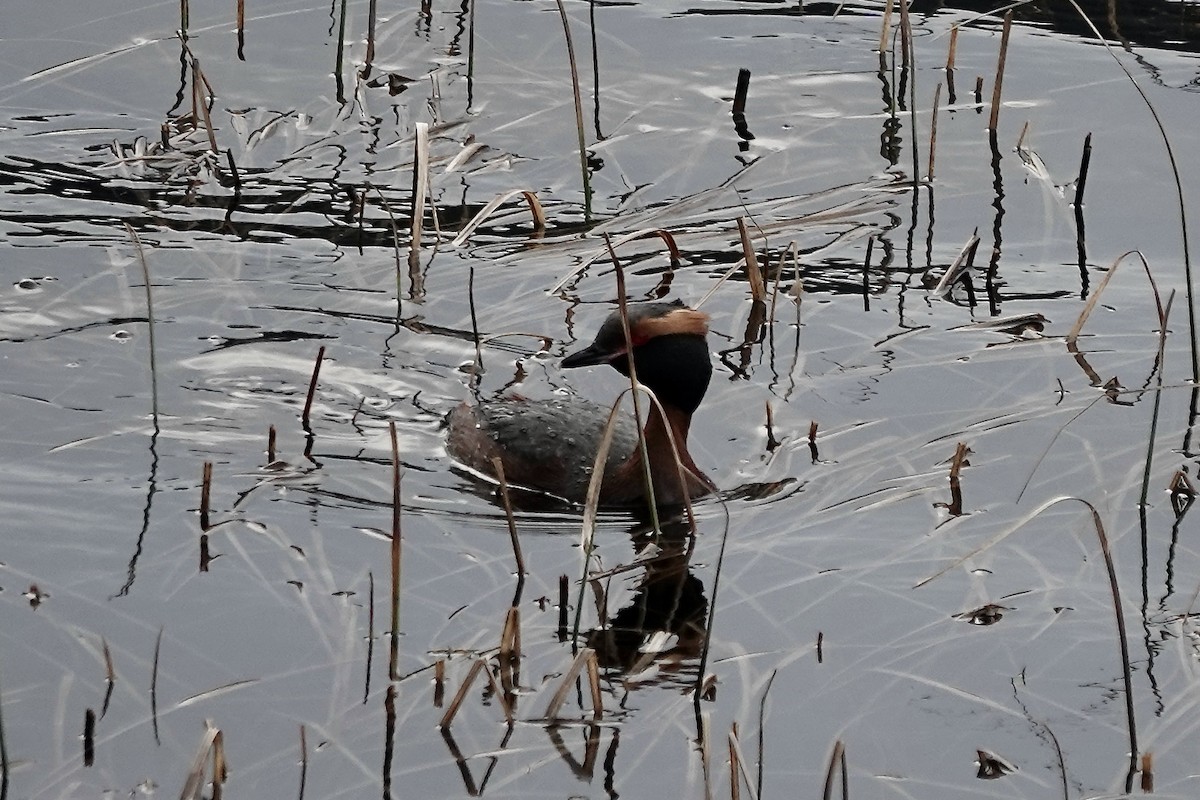 Horned Grebe - ML610725311