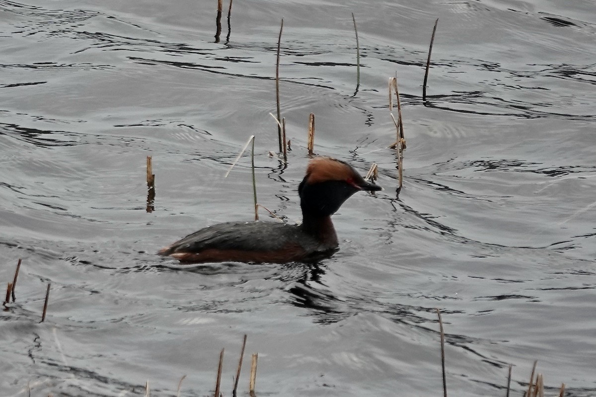 Horned Grebe - ML610725312