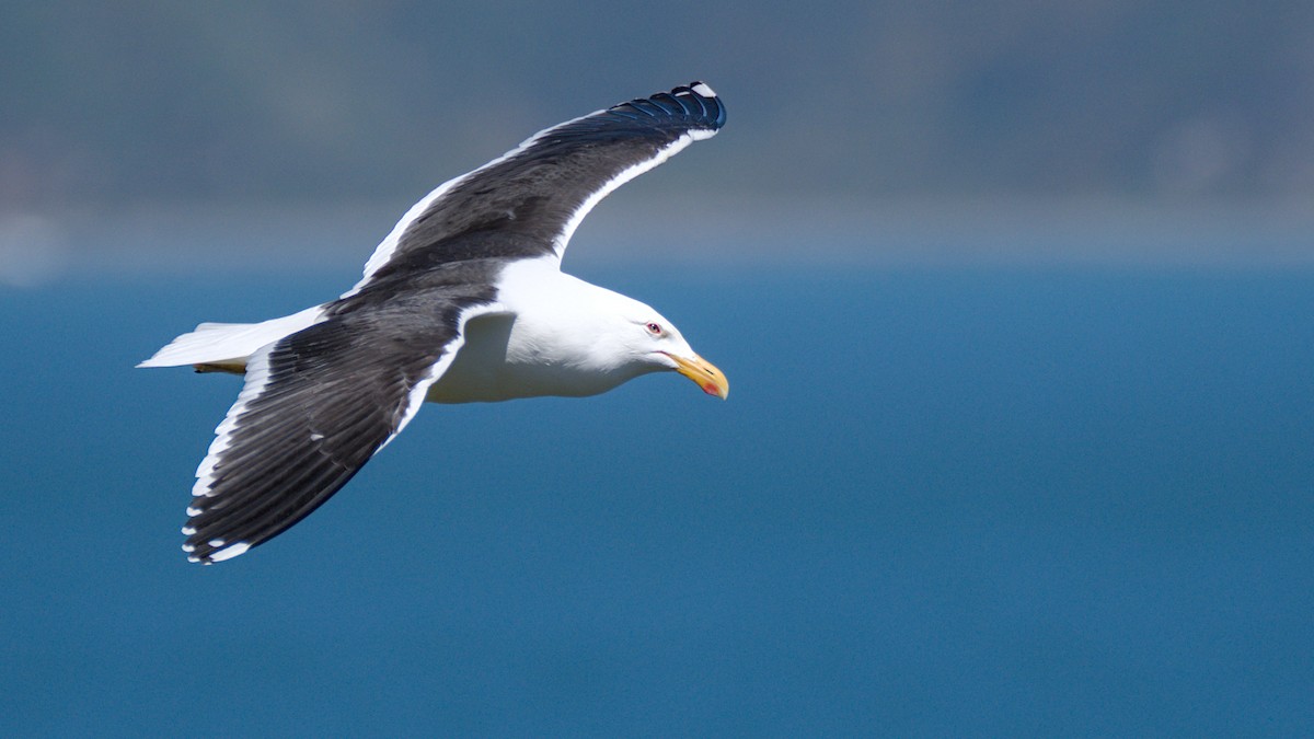 Kelp Gull - ML610725334