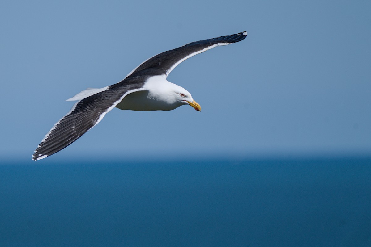 Kelp Gull - ML610725335